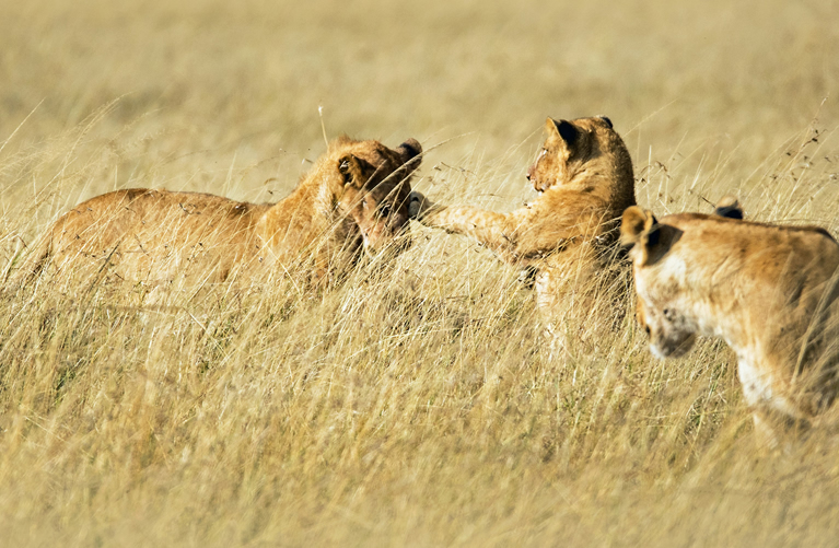 10 Days Ultimate Luxury Kenya Safari