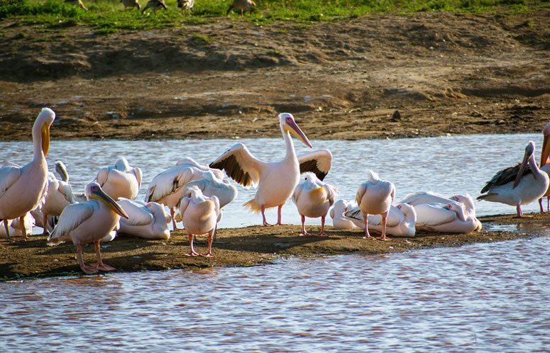 2 Days Lake Nakuru National Park Safari