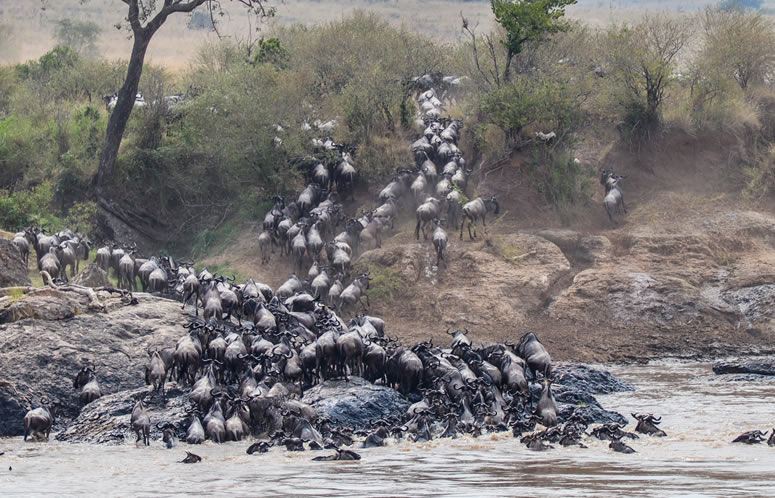 4 Days Masai Mara & Lake Nakuru Safari