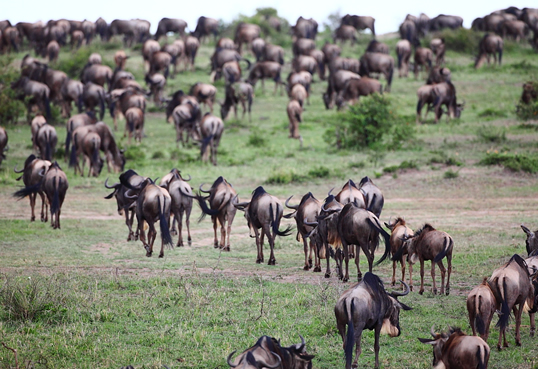 4 Days Masai Mara National Reserve Safari