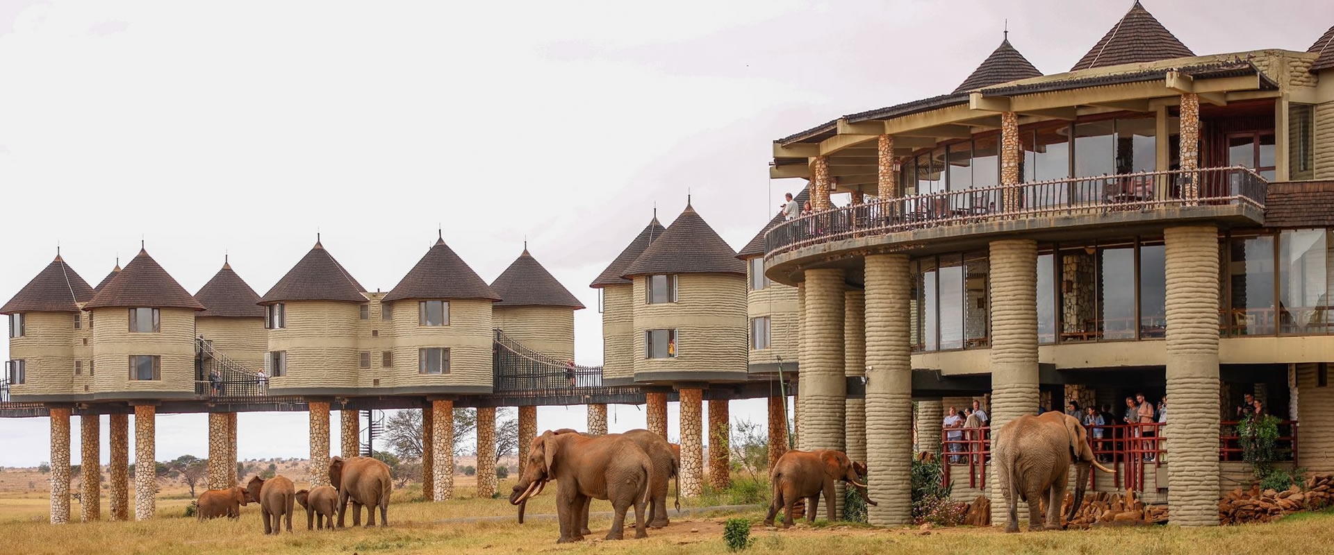 4 Days Tsavo West Amboseli and Salt Lick Safari
