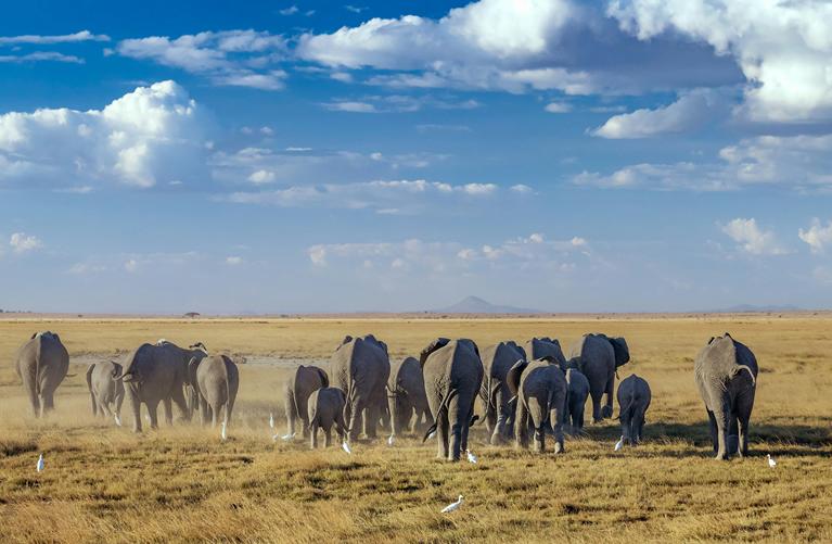 5 Days Amboseli & Tsavo Budget Safari