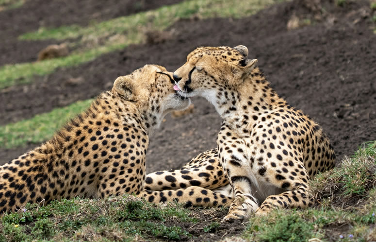 5 Days Tsavo Amboseli and Lake Naivasha Safari