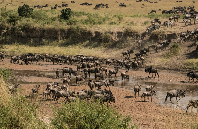 5 Days Luxury Masai Mara Fly-In Safari
