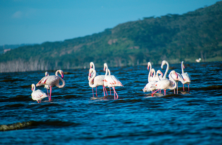6 Days Lake Nakuru & Masai Mara Budget Safari