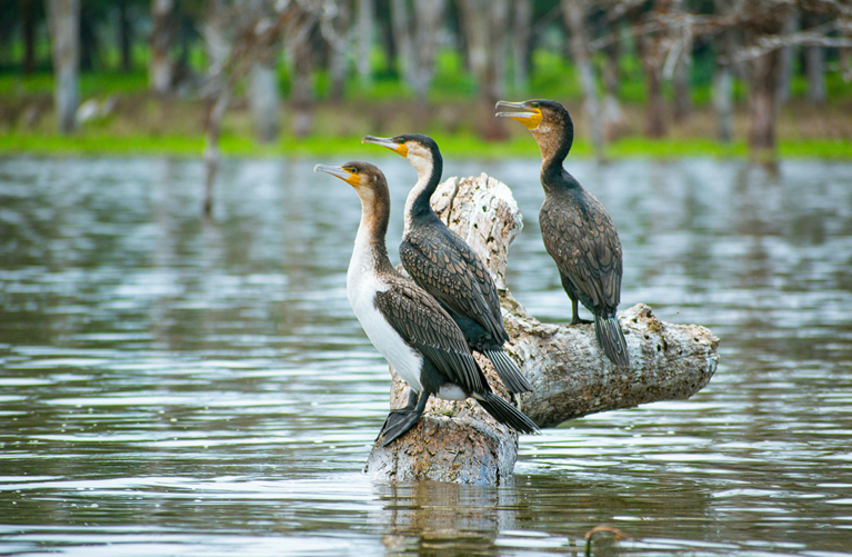 6 Days Luxury Amboseli Lake Naivasha and Masai Mara Safari