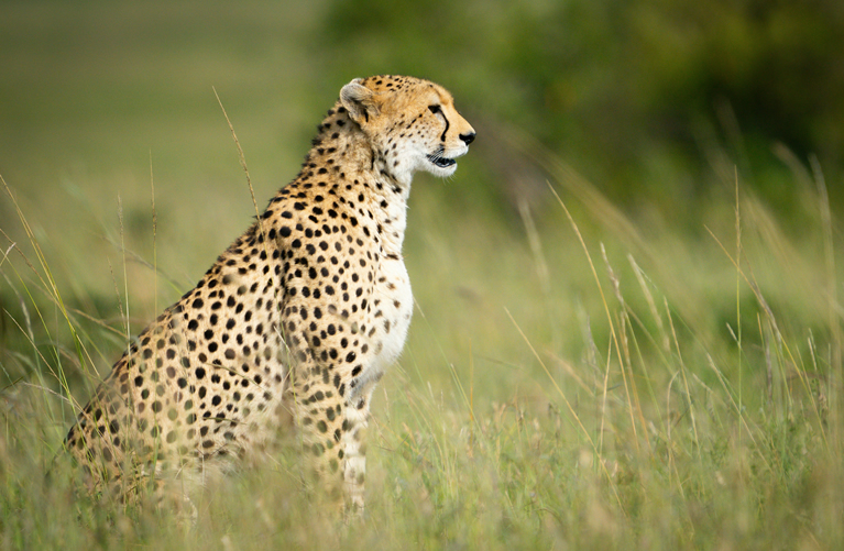 Cheetah in Amboseli National Park