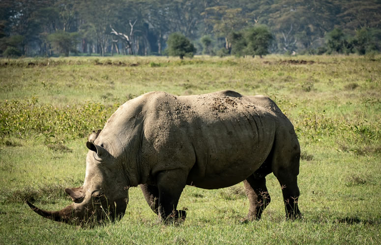 Elephants in Amboseli with Mount Kilimanjaro