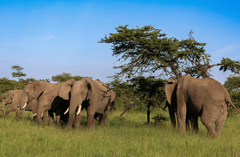 Elephants and Big Game