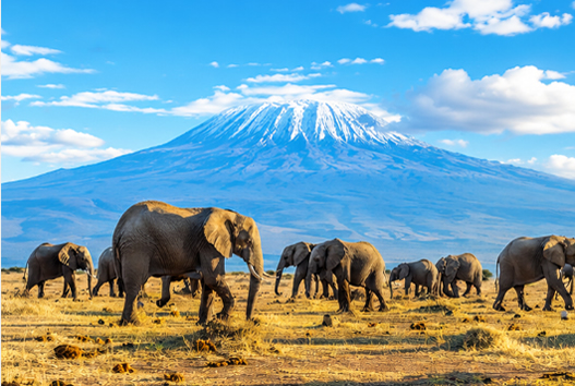 Amboseli & Kilimanjaro Safari