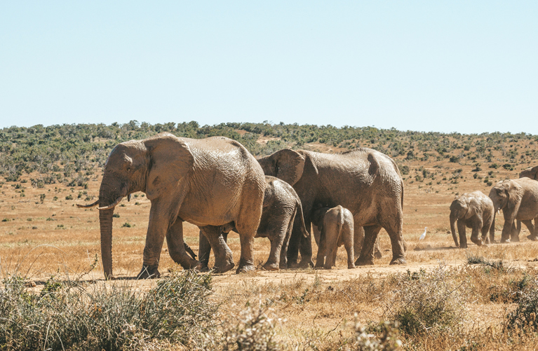 Full Day Amboseli National Park