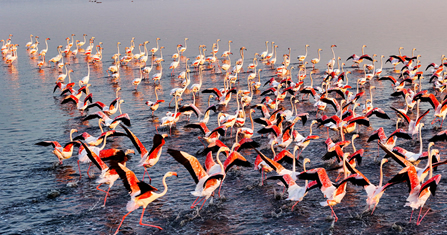 Lake Bogoria – Lake Nakuru National Park