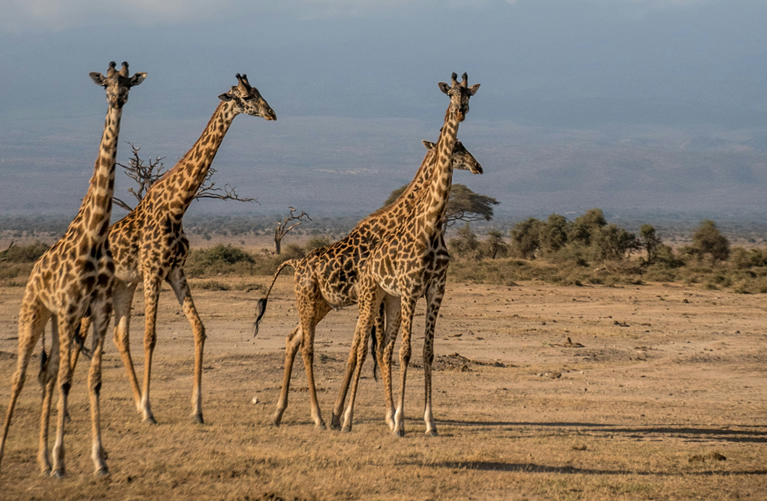 Private Amboseli Wildlife Experience