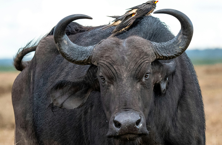 Private Samburu Wildlife Experience