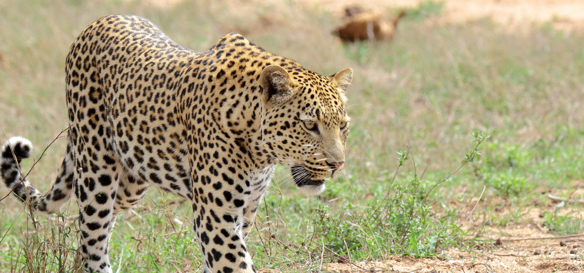 Full Day Masai Mara National Reserve