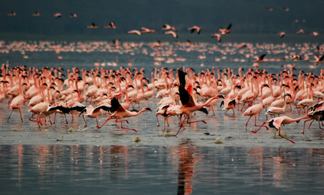 Lake Nakuru to Lake Bogoria
