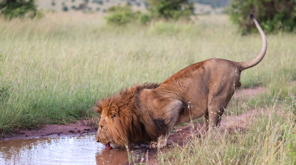 Lake Bogoria to Lake Naivasha