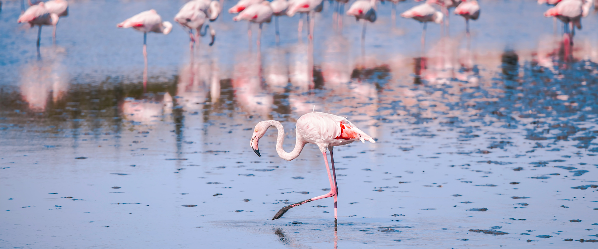 Lake Naivasha to Nairobi