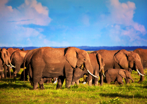 Tsavo East to Nairobi