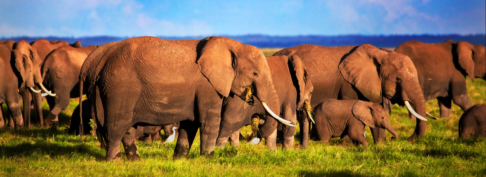 Tsavo East to Nairobi