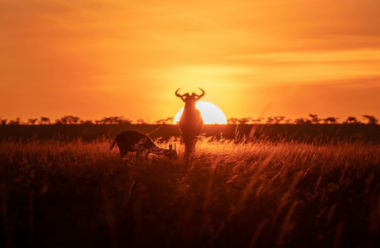 Full Day Masai Mara Game Viewing