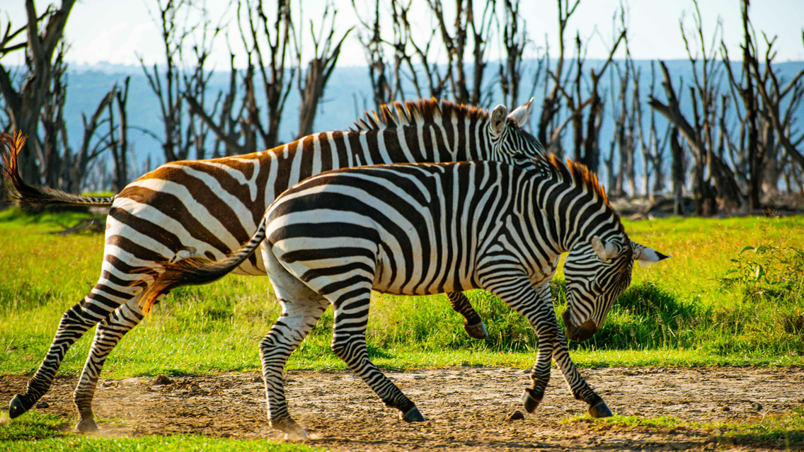 Lake Naivasha – Amboseli National Park