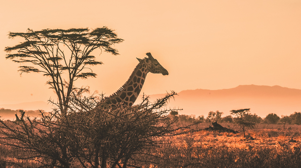 Samburu Wildlife Safari