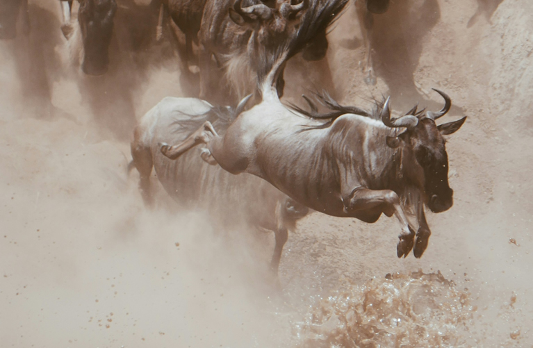 Wildebeest crossing the Mara River