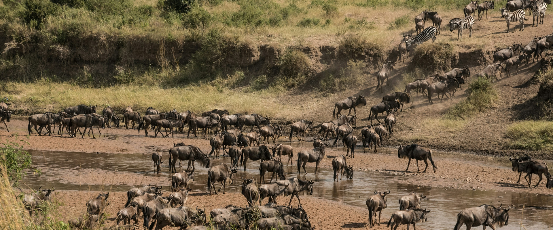 About Masai Mara National Reserve
