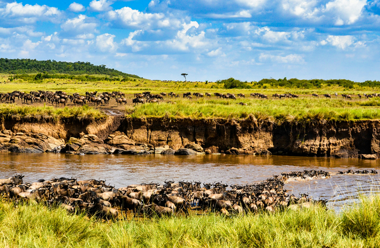 The Great Wildebeest Migration