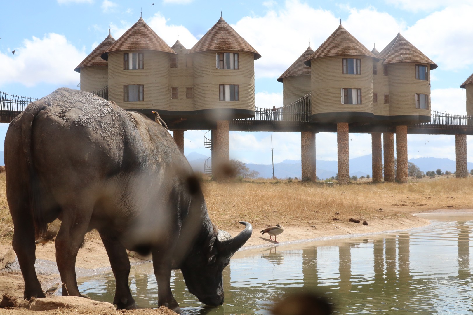 Buffaloes at the Salt Lick waterhole