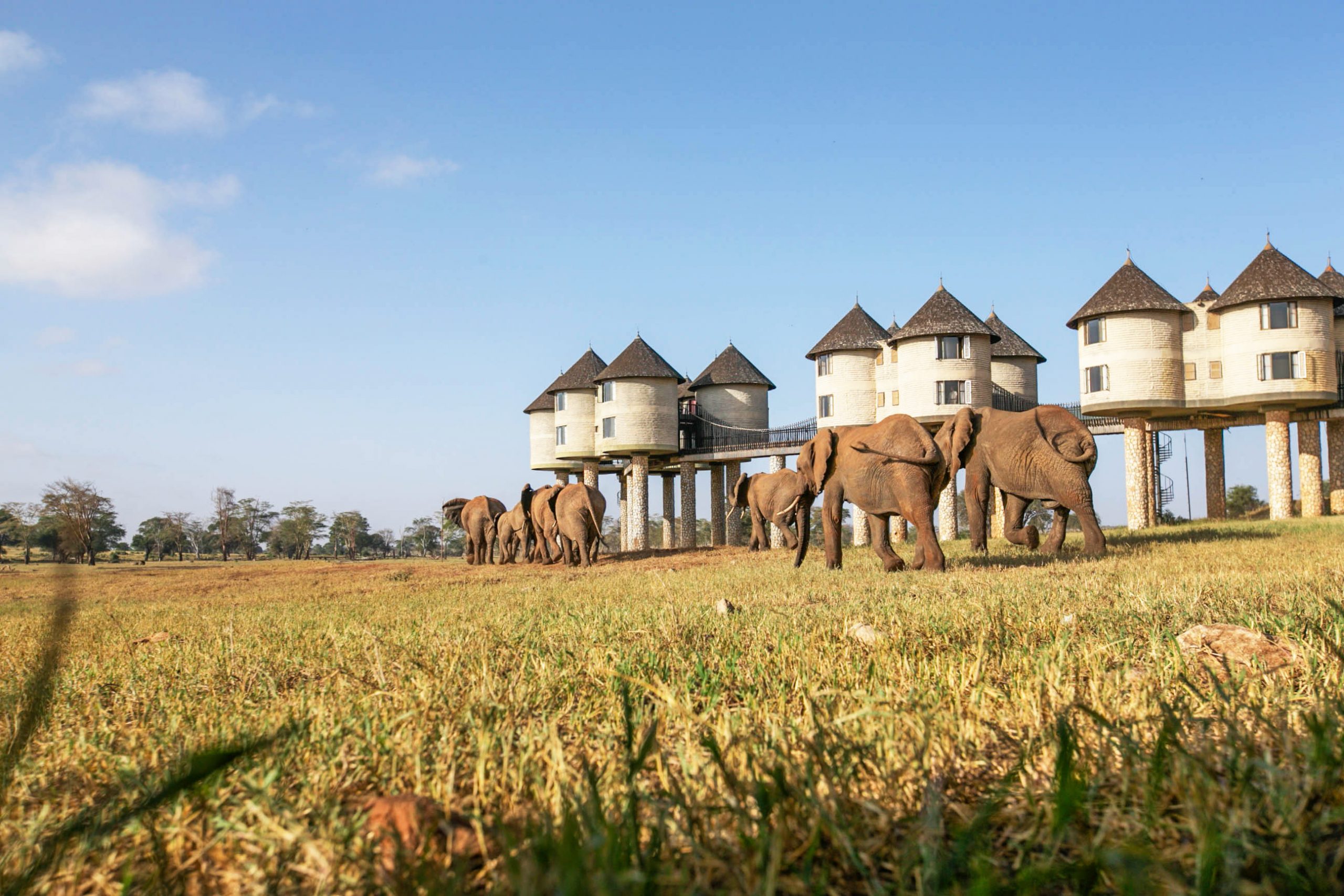 Salt Lick Safari Lodge overlooking a wildlife waterhole