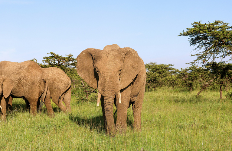 Elephants beside the Ewaso Nyiro River