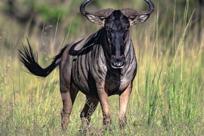 Lodges, Tented Camps and Mobile Camps