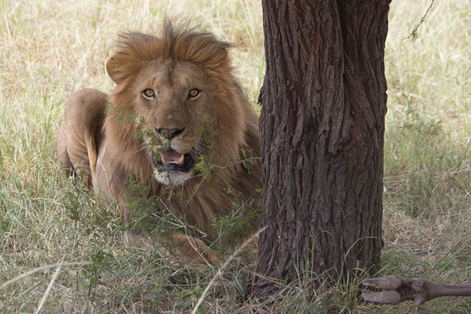 Cheetah on the Serengeti plains