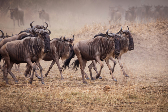 Safari Activities in the Serengeti
