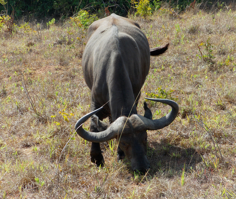 Wildlife in Shimba Hills