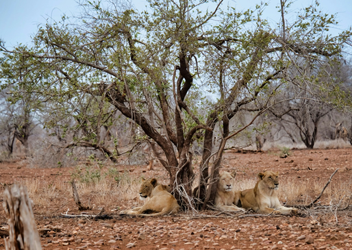 Lions in Tsavo East National Park