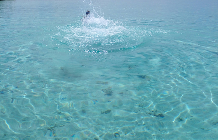 Dolphin Watching
