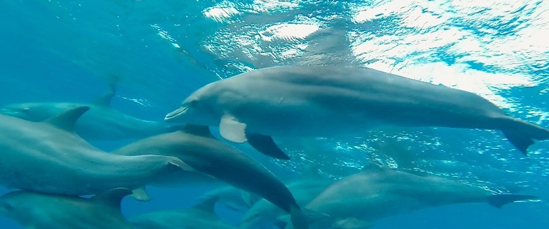 Wasini Island coastal scenery